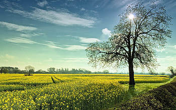 Landscape, Trees, Fields HD wallpaper