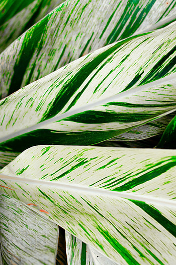 White-green lines on leaf, plant, nature HD phone wallpaper