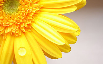 Plants, Flowers HD wallpaper