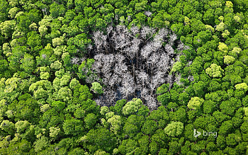 Rainforest trees burnt by lightning in Daintree National Park Far North Queensland Australia, Lightning, Trees, by, Rainforest, Burnt HD wallpaper
