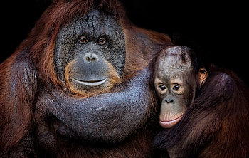 Orangutan , Wide range, Natural beauty, Wildlife sanctuary HD wallpaper