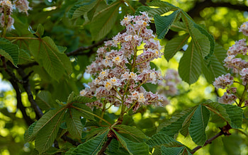 Chestnut Blossom, leaves, white, chestnut, blossom, tree HD wallpaper