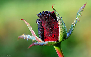 Flowers, Drops, Flower, Rose Flower, Rose, Bud, Dew HD wallpaper