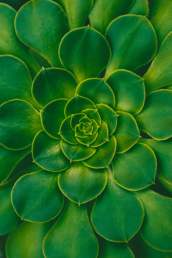 Leaves, Plant, Macro, Symmetry, Succulent HD phone wallpaper