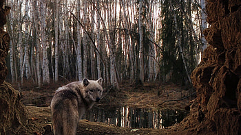 Animals, Trees, Forest, Wolf, Overcast, Mainly Cloudy HD wallpaper