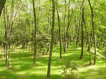freshness of spring, acacia, Spring, forest, green HD wallpaper