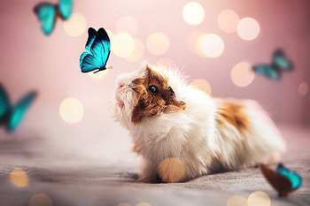 Charming Guinea Pig with Blue Butterflies - Animal, Animal, guinea pig HD wallpaper