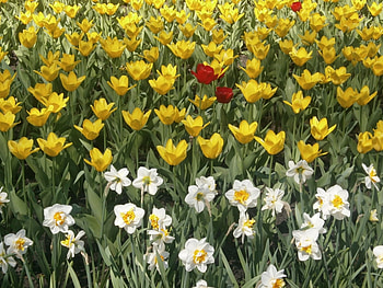 Plants, Flowers HD wallpaper