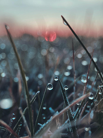 Grass, Macro, Drop, Blurred, Fuzzy HD phone wallpaper