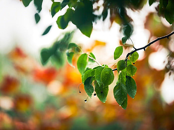 fresh leaves, branch, leaves, spring, tree HD wallpaper