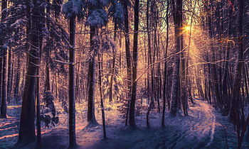 Sunset in Winter Forest, Winter, in, Sunset, Forest HD wallpaper