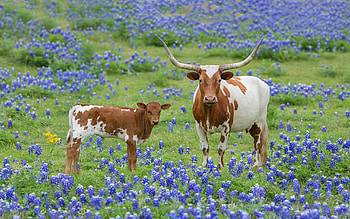 Longhorns in the Bluebonnets, Texas, calf, cows, blossoms, landscape, meadow, flowers, usa HD wallpaper