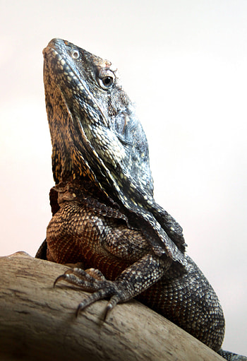 Lizards collection, frill-necked lizard , Reptile graphy, CC BY license HD phone wallpaper