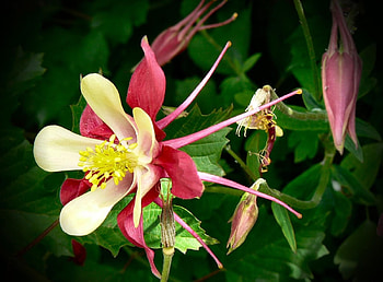 Flowers, Flower, Greens, Sharpness, Aquilegia HD wallpaper