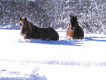 Horses in Snow, deep, horses, animals, snow HD wallpaper