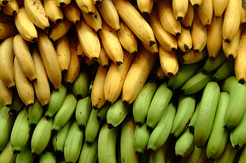 Banana , Tropical beauty, Nature's creation, Exotic appeal HD wallpaper