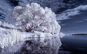 Nature, Rivers, Trees, Night, Reeds, Black And White HD wallpaper
