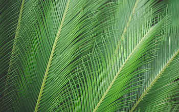 Palm tree leaves, summer, palm tree, skin, green, texture, leaf, nature, vara HD wallpaper