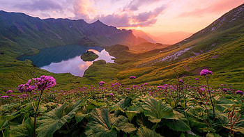 Mountains, lake, valley, pink flowers, valley, blossom HD wallpaper