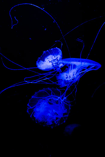 Jellyfish, Dark, Tentacle, Handsomely, It's Beautiful HD phone wallpaper