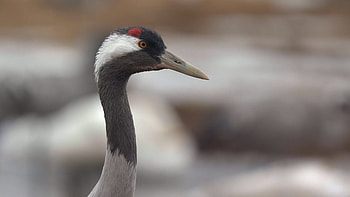 Eurasian crane bird, Animal watching, Alerted, Detailed view HD wallpaper