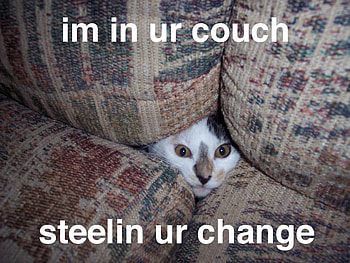 Im In Yur Couch, lol cat, couch, cat, funny HD wallpaper