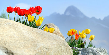 Spring in Tatra Mountains, Slovakia, blossoms, landscape, tulips, peak, rock HD wallpaper
