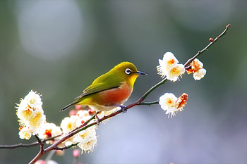 Bird, branch, white, flower, green, pasare, spring, orange HD wallpaper