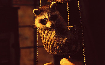 Raccoon, animal, basket, predator HD wallpaper