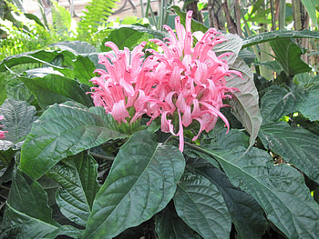 Pink flowers, pink, white, graphy, green, Flowers HD wallpaper