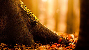 cute fall backgrounds. Â«Â« HD wallpaper