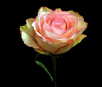 Vairegated beauty, rose, pink, black background, green, colors, vairegated, cream HD wallpaper