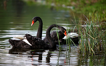 Animals, Ducks HD wallpaper