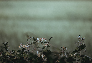 Plants, Flowers, Petals, Blur, Smooth HD wallpaper