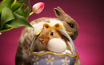 Rabbits, animal, sweet, rabbit, flower HD wallpaper
