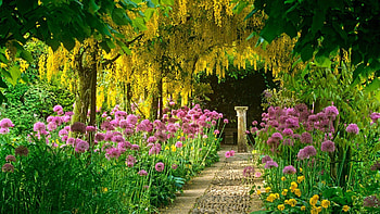 Golden chain tree, Flower Garden HD wallpaper