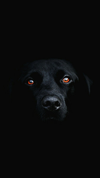 Black Dog, Adorable, Dog HD phone wallpaper