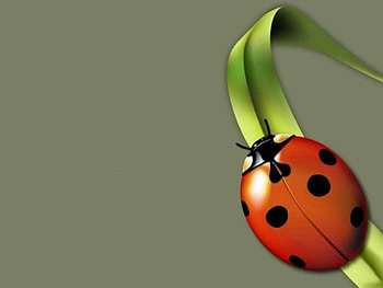 Lady Bird, ladybird, leaf, bug HD wallpaper