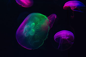 Neon glow, colorful, jellyfish HD wallpaper