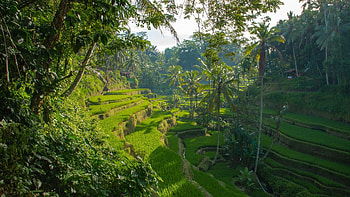 Ubud Rice Terraces, Bali's beauty, , Captivating scenery HD wallpaper