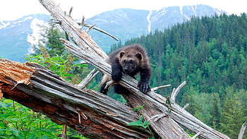 Wolverine chasing the, Wolverine facts, Nature PBS, Wolverine HD wallpaper