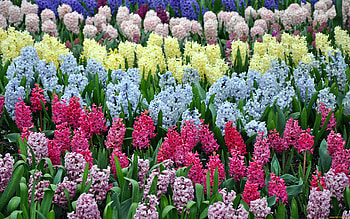 Hyacinths, colors, flowers, spring HD wallpaper
