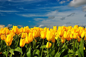 Flowers, Sky, Tulips, Clouds, Spring HD wallpaper