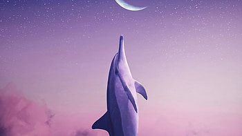 Dolphin Touching Moon , dolphin, manipulation, hop, artist, artwork, digital-art HD wallpaper