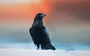 Raven , Dark aesthetic, Gothic inspiration, Bird's allure HD wallpaper