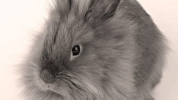 Animals, Fluffy, Grey, Kid, Tot, Rabbit HD wallpaper