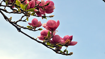 magnolias, Magnolia tree, High-quality HD wallpaper