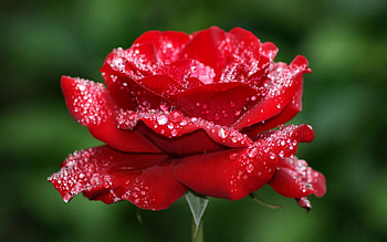 Frosted Red Rose F, graphy, floral, beautiful, romance, beauty, wide screen, flower, love, , Rose HD wallpaper
