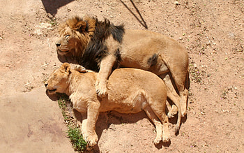 Animals, To Lie Down, Lie, Lion, Relaxation, Rest, Lioness, Family, Sleep, Dream, Care, Embrace HD wallpaper