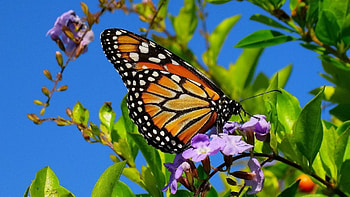 Patterns, Plant, Macro, Butterfly, Wings HD wallpaper